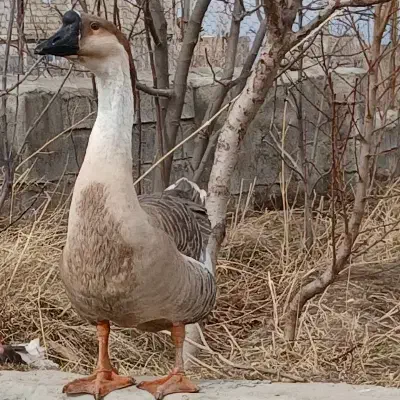 قوغاز آفریقای|حیوانات مزرعه|مشگین شهر, |دیوار