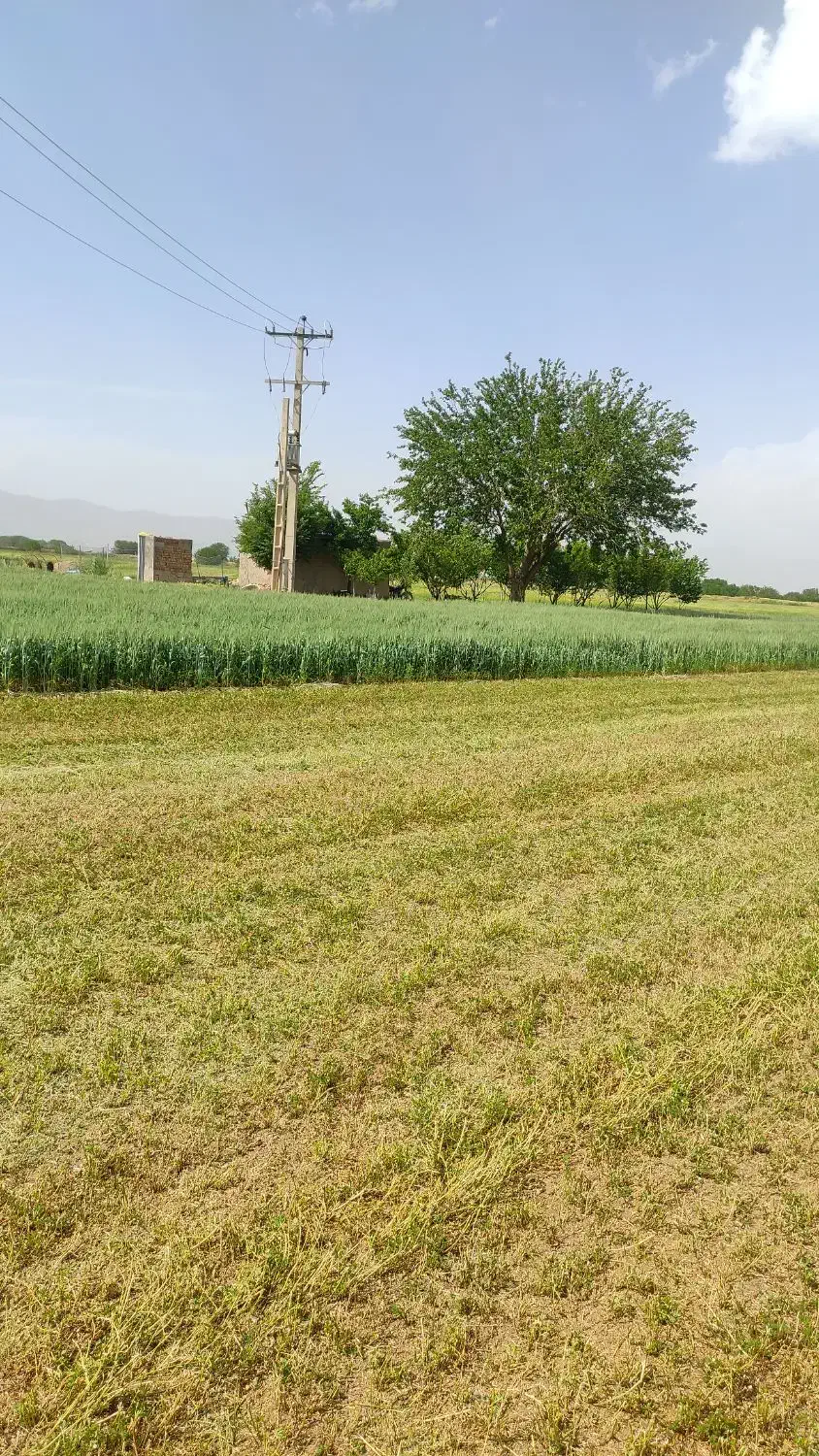 زمین کشاورزی بارانی|اجارهٔ دفتر صنعتی، کشاورزی، تجاری|پیر سلیمان, |دیوار