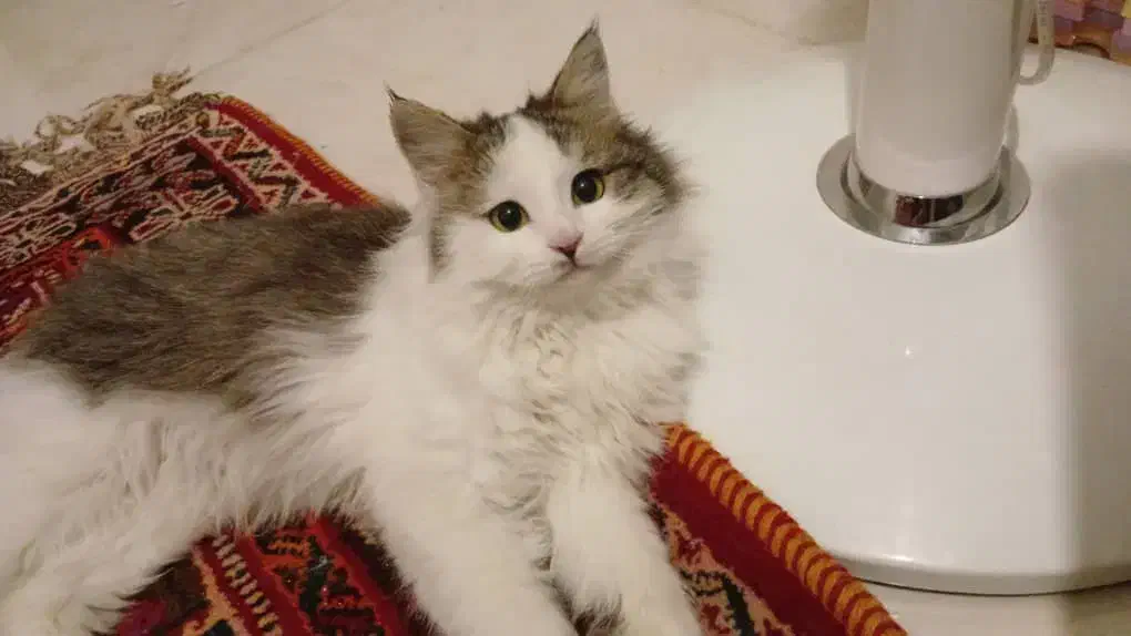 واگزاری گربه رایگان|گربه|شیراز, گویم|دیوار