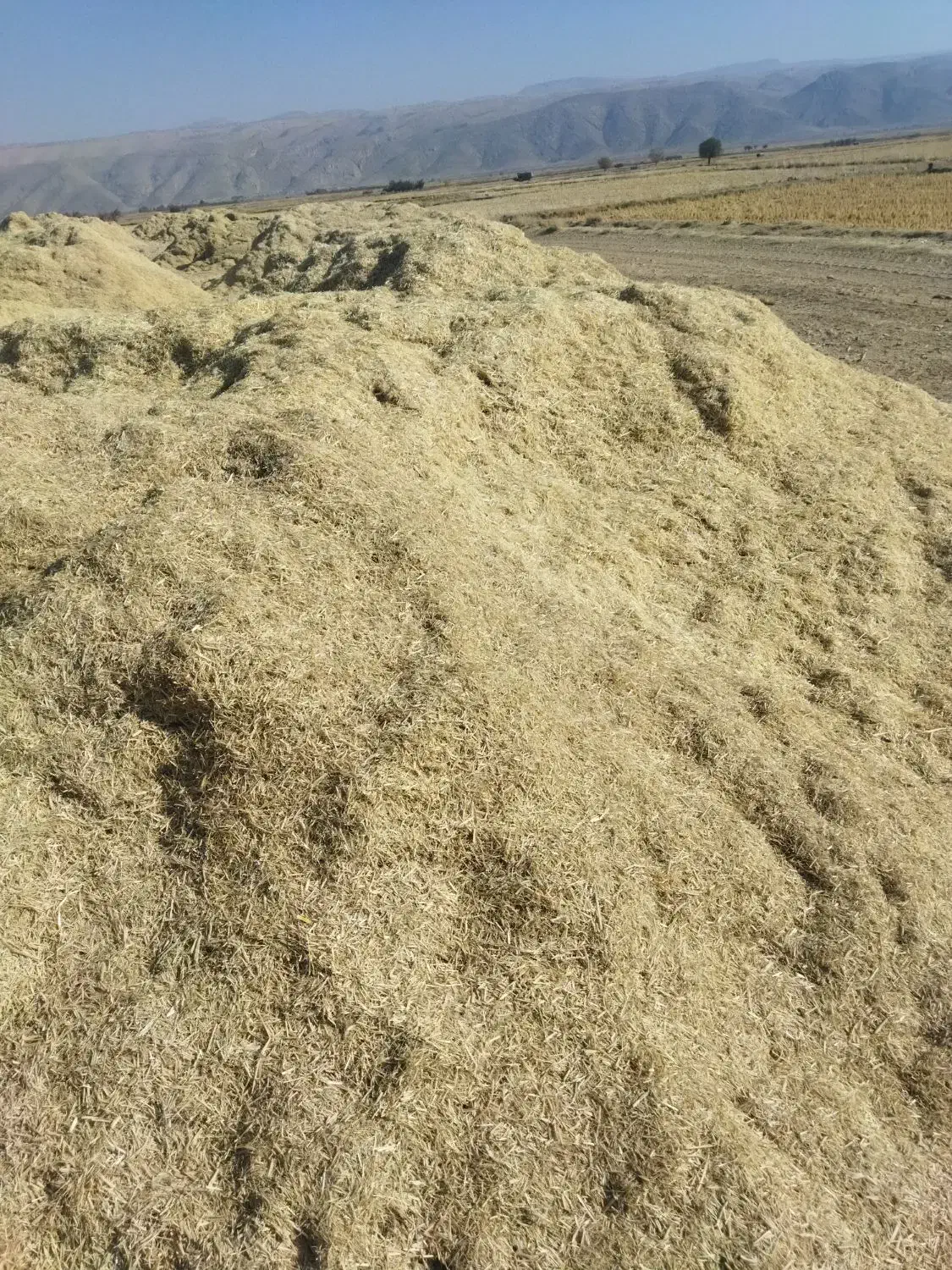 فروش علوفه کاه پیچ ، برنج|حیوانات مزرعه|کامفیروز, |دیوار