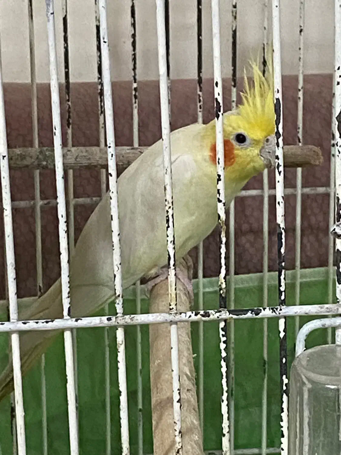 عروس هلندی نر|پرنده|هادی شهر, |دیوار