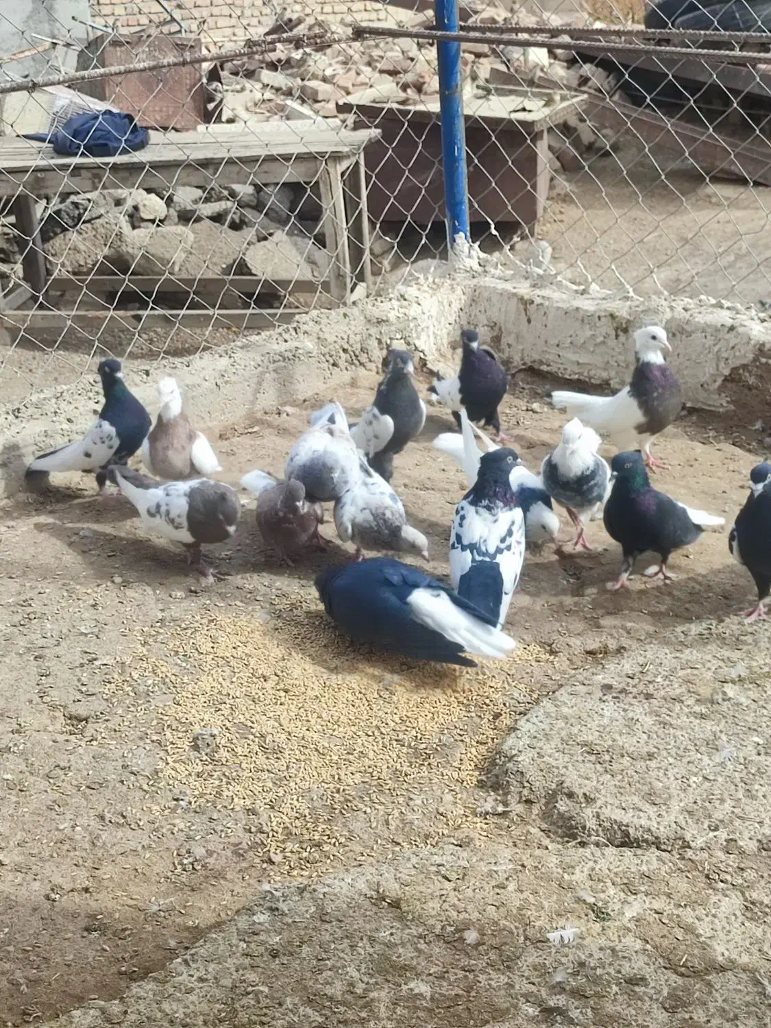 فروش کبوتر تهرانی|پرنده|تیکمه داش, |دیوار