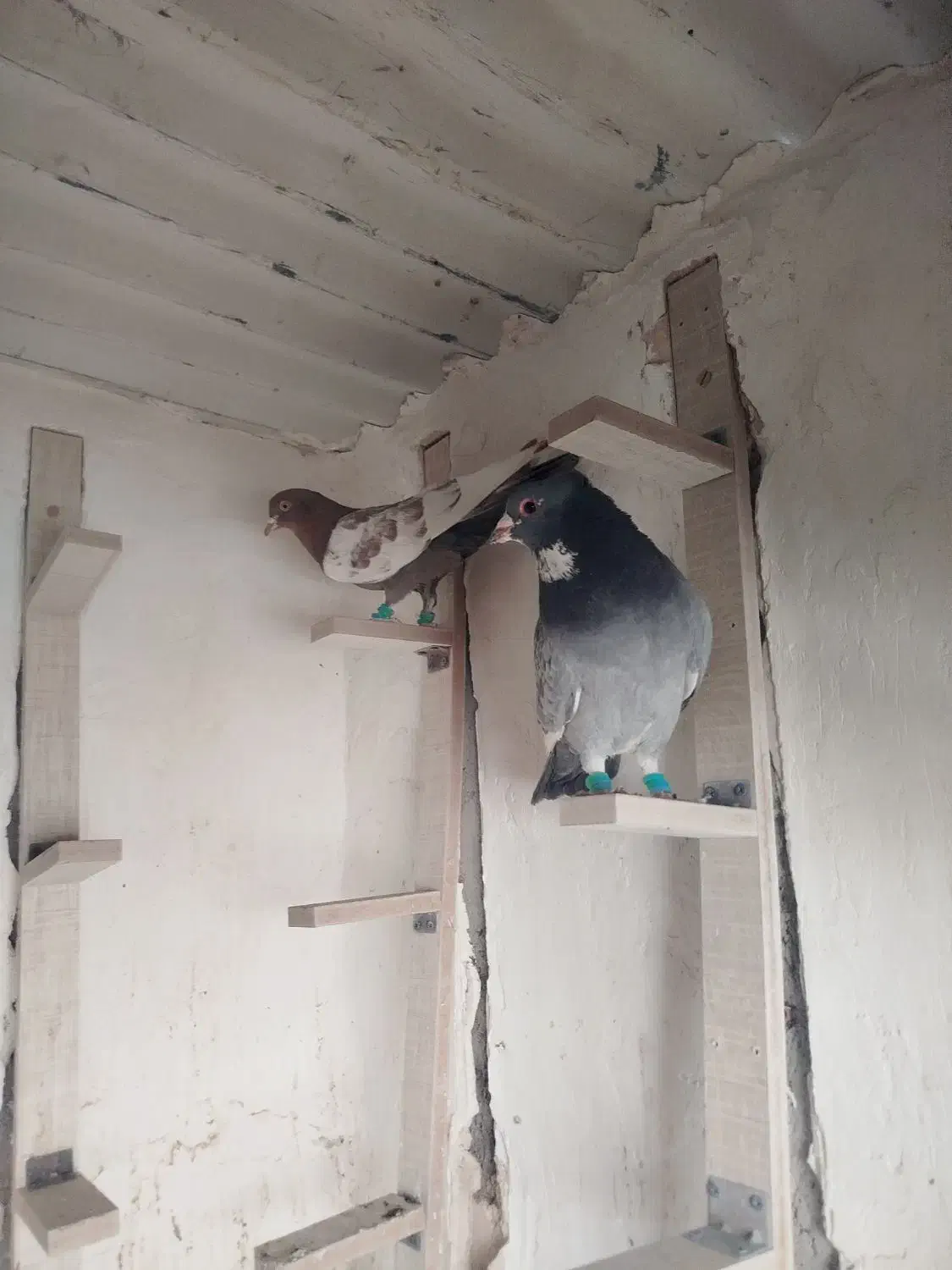 کبوتر|پرنده|رفسنجان, |دیوار