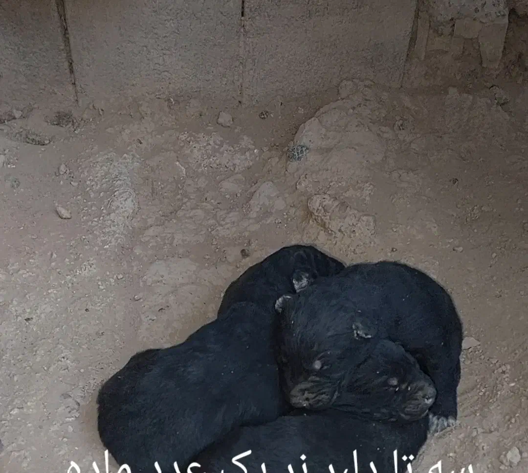 سه تا توله سیاه یکی ماده دوتا نر|سگ|مبارکه, |دیوار