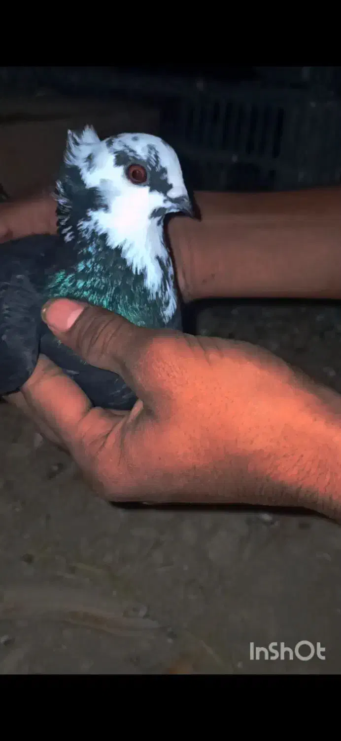 کفتر|پرنده|سنگدوین, |دیوار