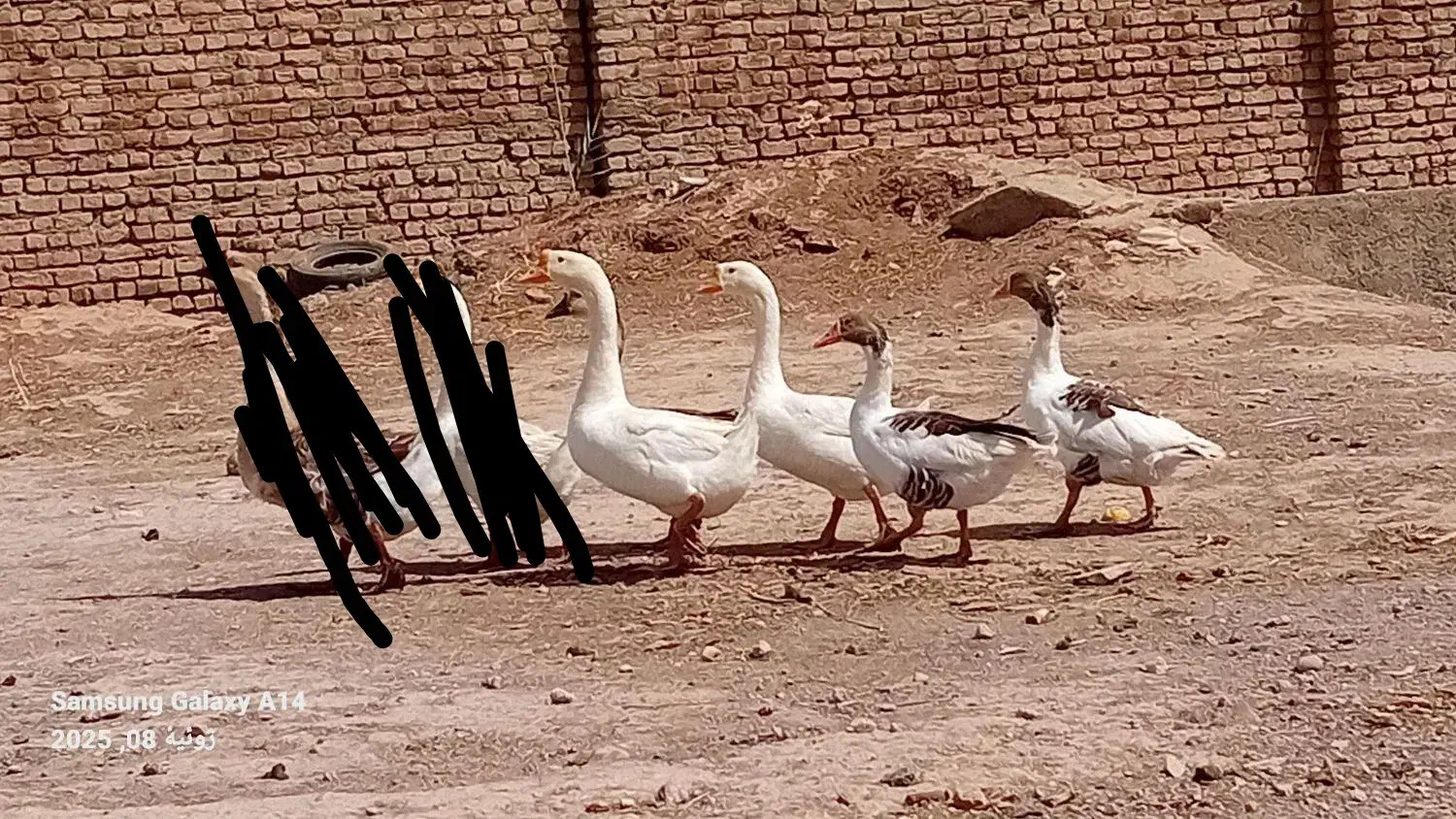 قوغاز  غاز  اردک اسرایلی|حیوانات مزرعه|قزوین, |دیوار