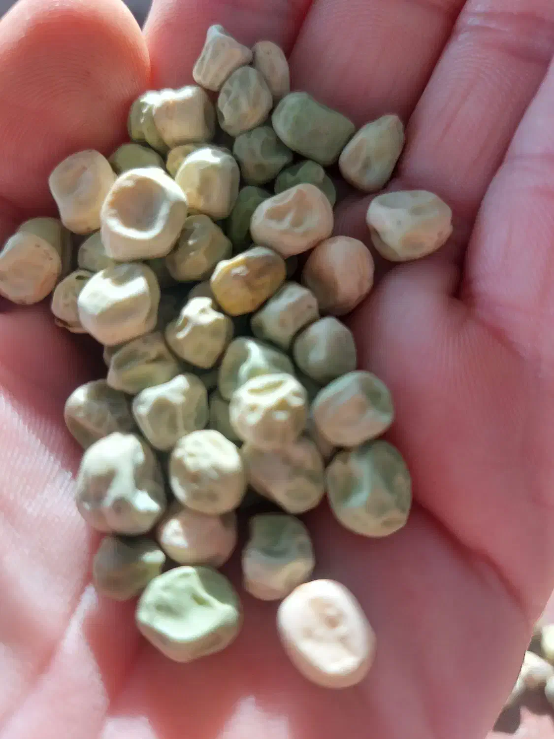 بذر نخود فرنگی دومنظوره نسل اول|عمده‌فروشی|گرگان, |دیوار