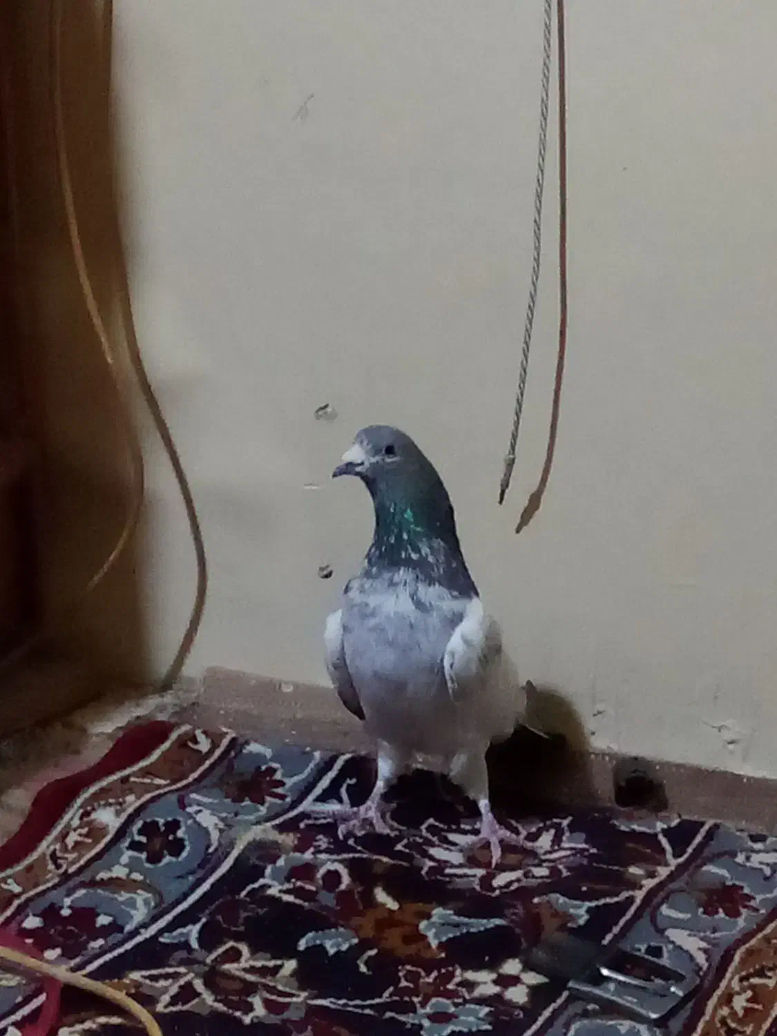 دو تا کبوتر|پرنده|سراب, |دیوار