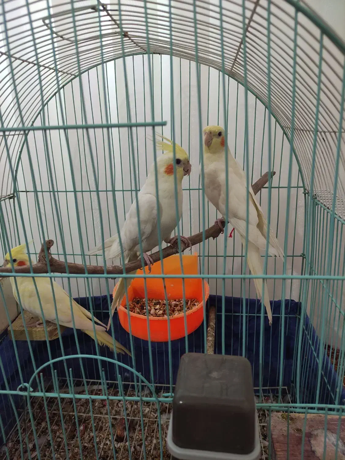 عروس هلندی|پرنده|شیروان (خراسان), |دیوار