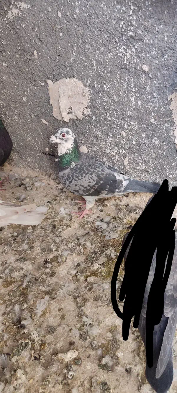 کبوتر|پرنده|ملکآباد, |دیوار