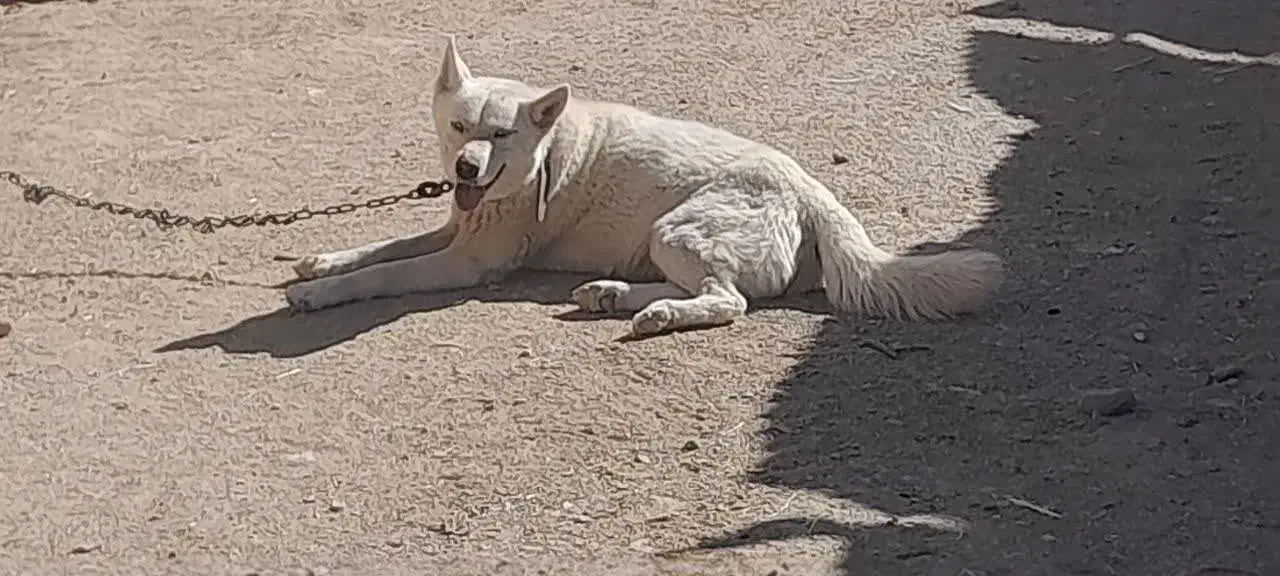 سگ هاسکی|سگ|گلپایگان, |دیوار