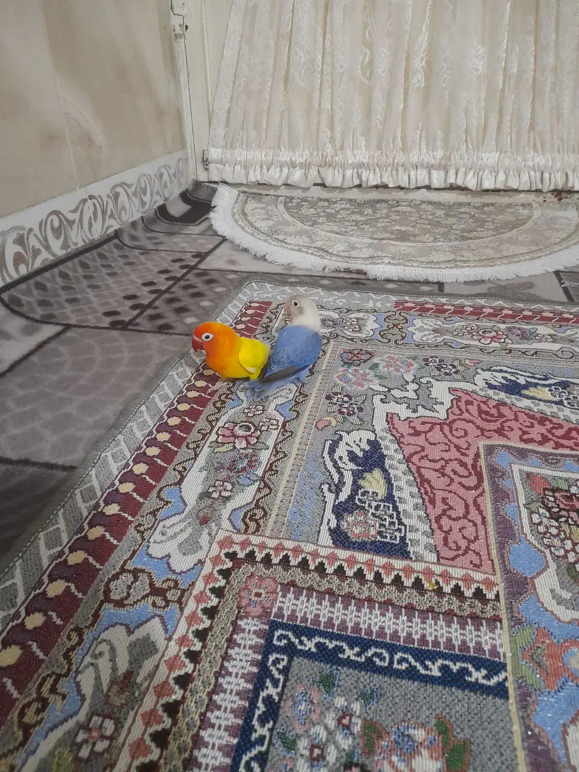 طوطی برزیلی|پرنده|چهارباغ, |دیوار