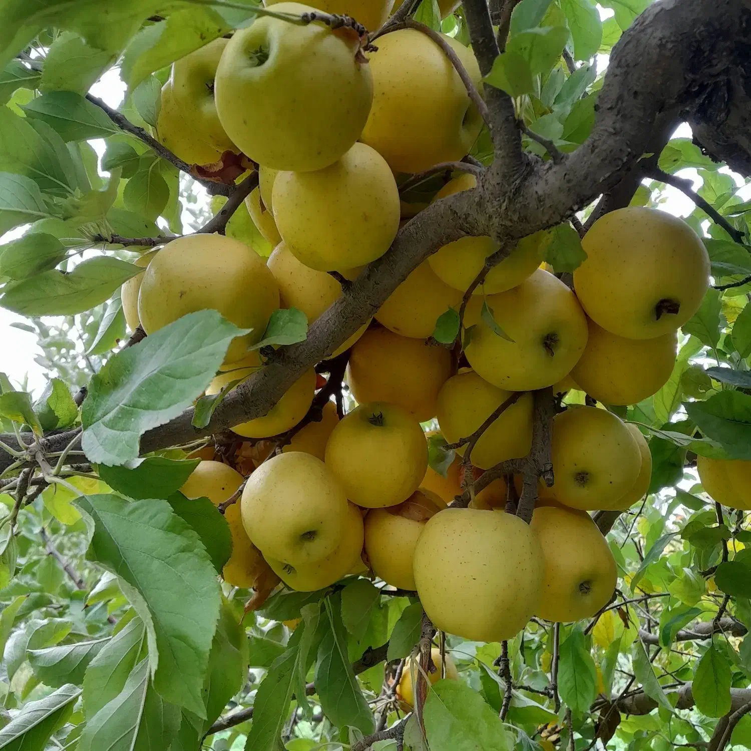 هرس درختان|خدمات باغبانی و درختکاری|ارومیه, |دیوار