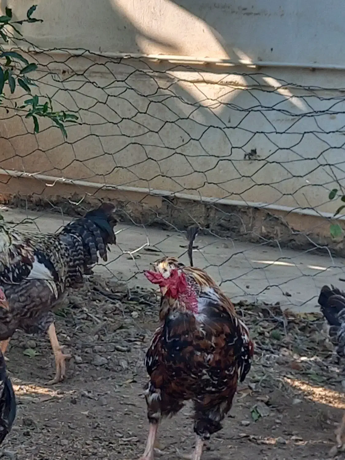 خروس فروشی|حیوانات مزرعه|سیمین شهر, |دیوار