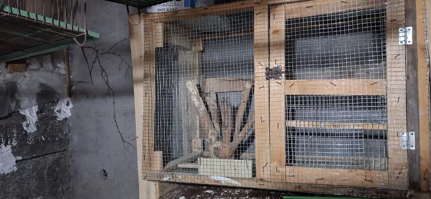 قفس هر نوع پرنده|لوازم جانبی حیوانات|رودبنه, |دیوار