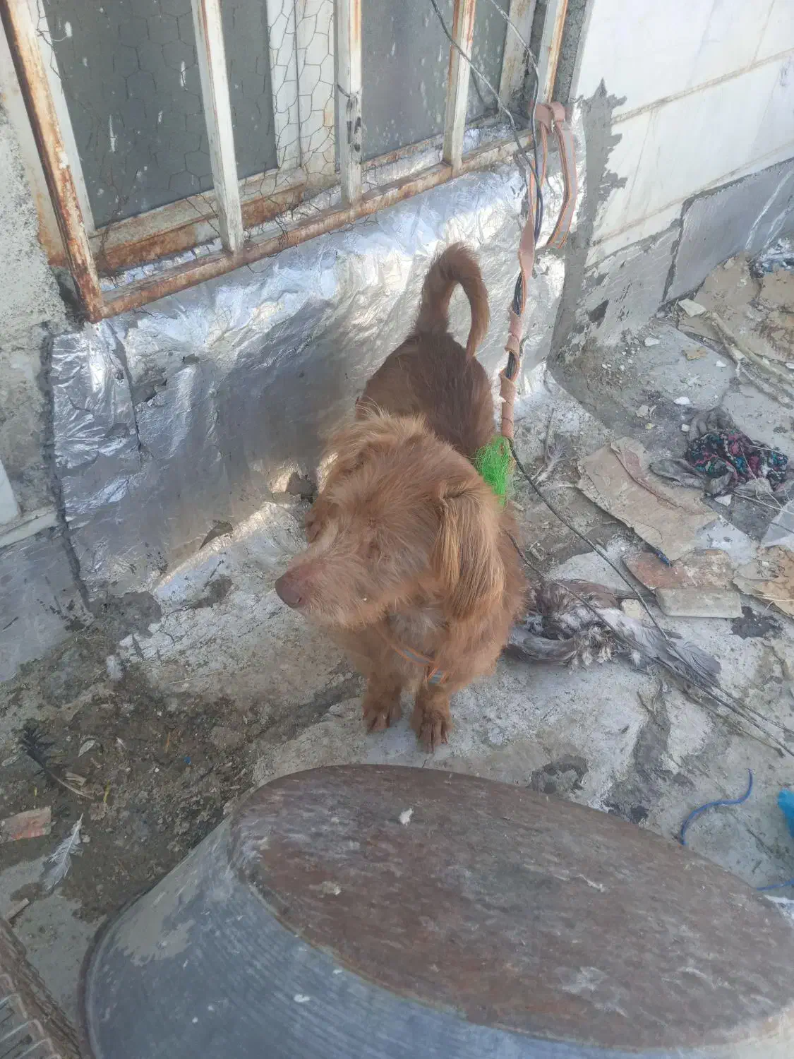 سگ خانگی|سگ|کرمانشاه, |دیوار