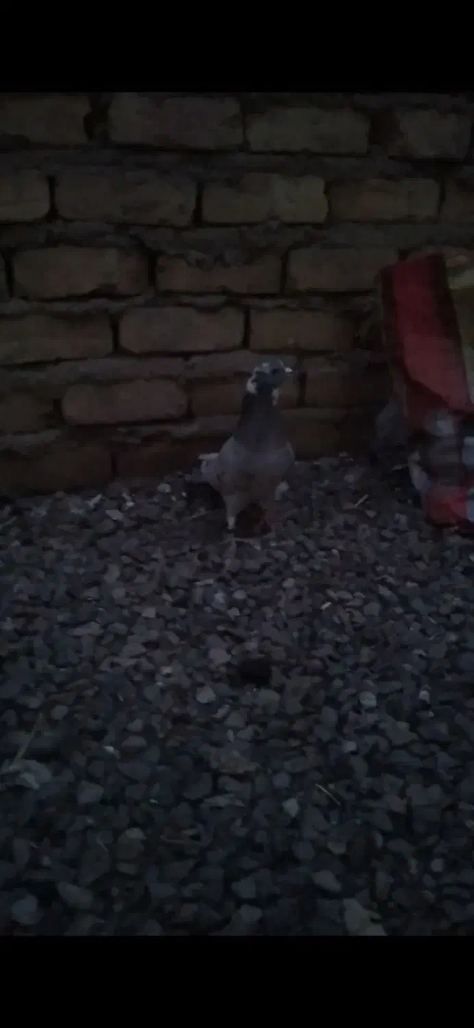 یک عدد هفترنگ هفت هشت نر|پرنده|تاکستان, |دیوار