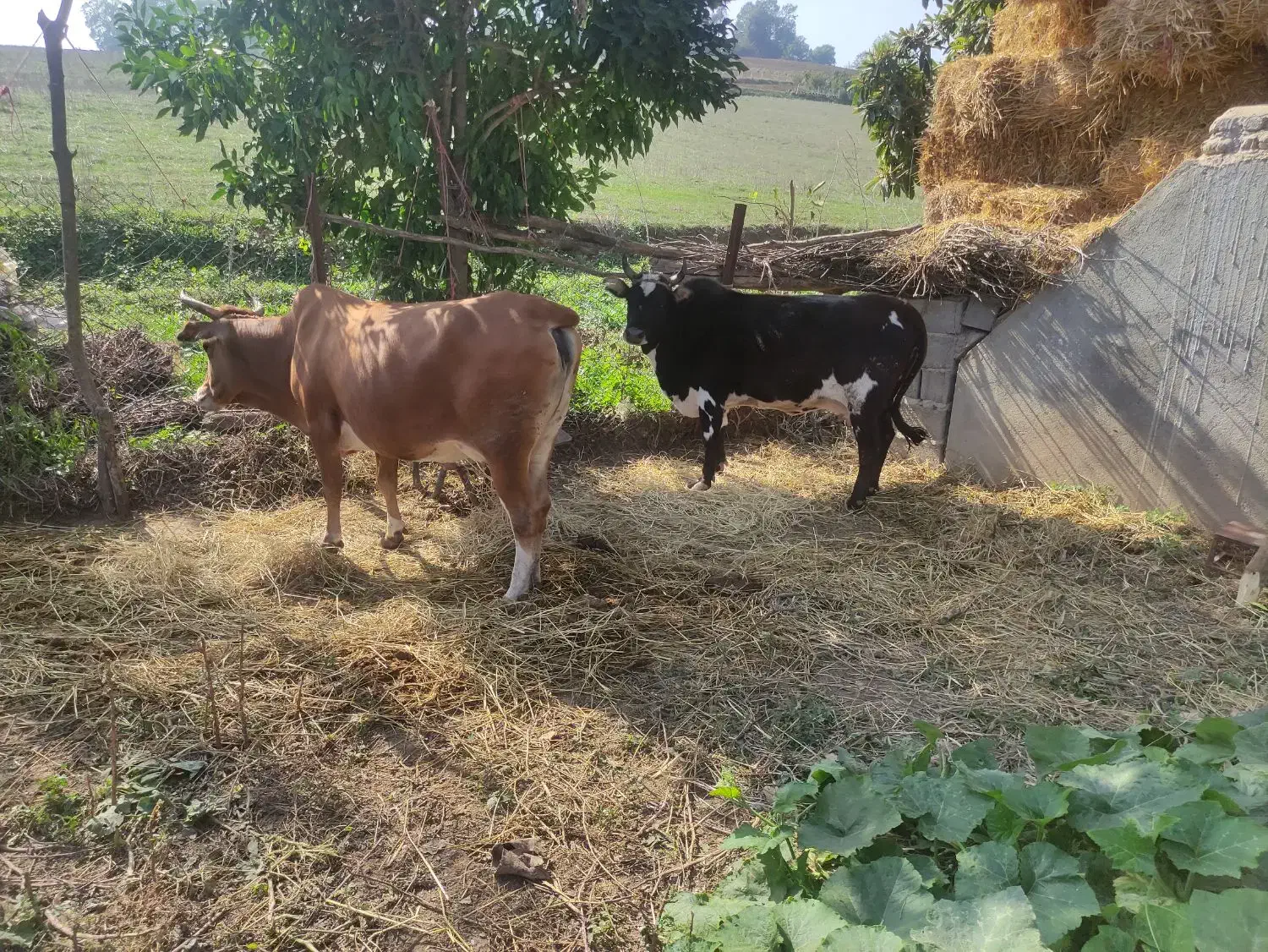 گاو با گوساله نر|حیوانات مزرعه|نکا, |دیوار