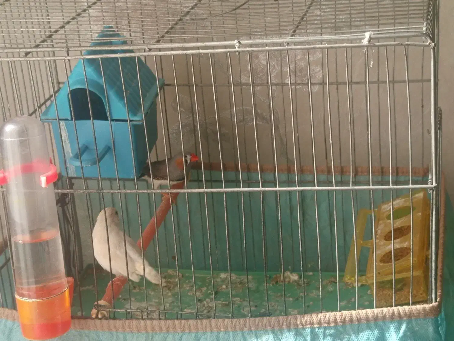 یک جفت فنچ وبا وسایل|پرنده|پیشوا, |دیوار