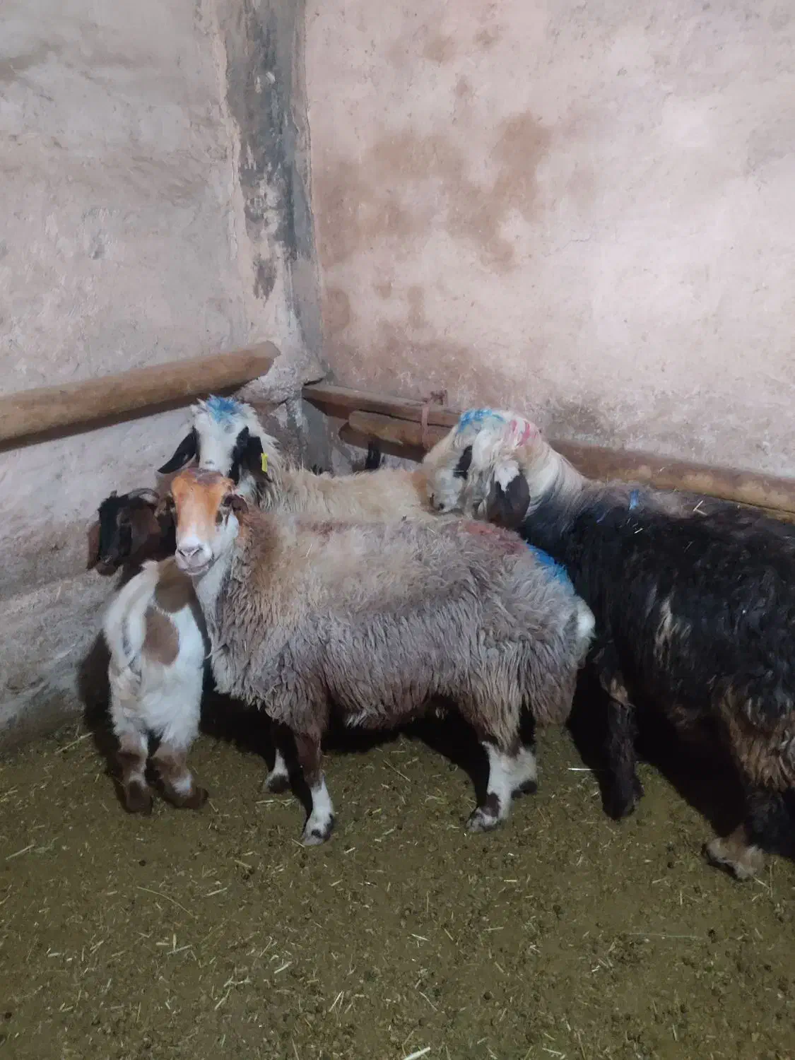 گوسفند فروشی|حیوانات مزرعه|دورود, |دیوار