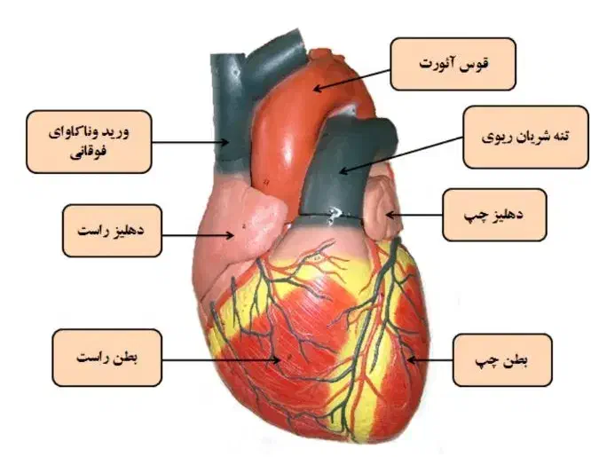 آموزش زبان انگلیسی و کمک اولیه و نقاشی|خدمات آموزشی|ملایر, |دیوار