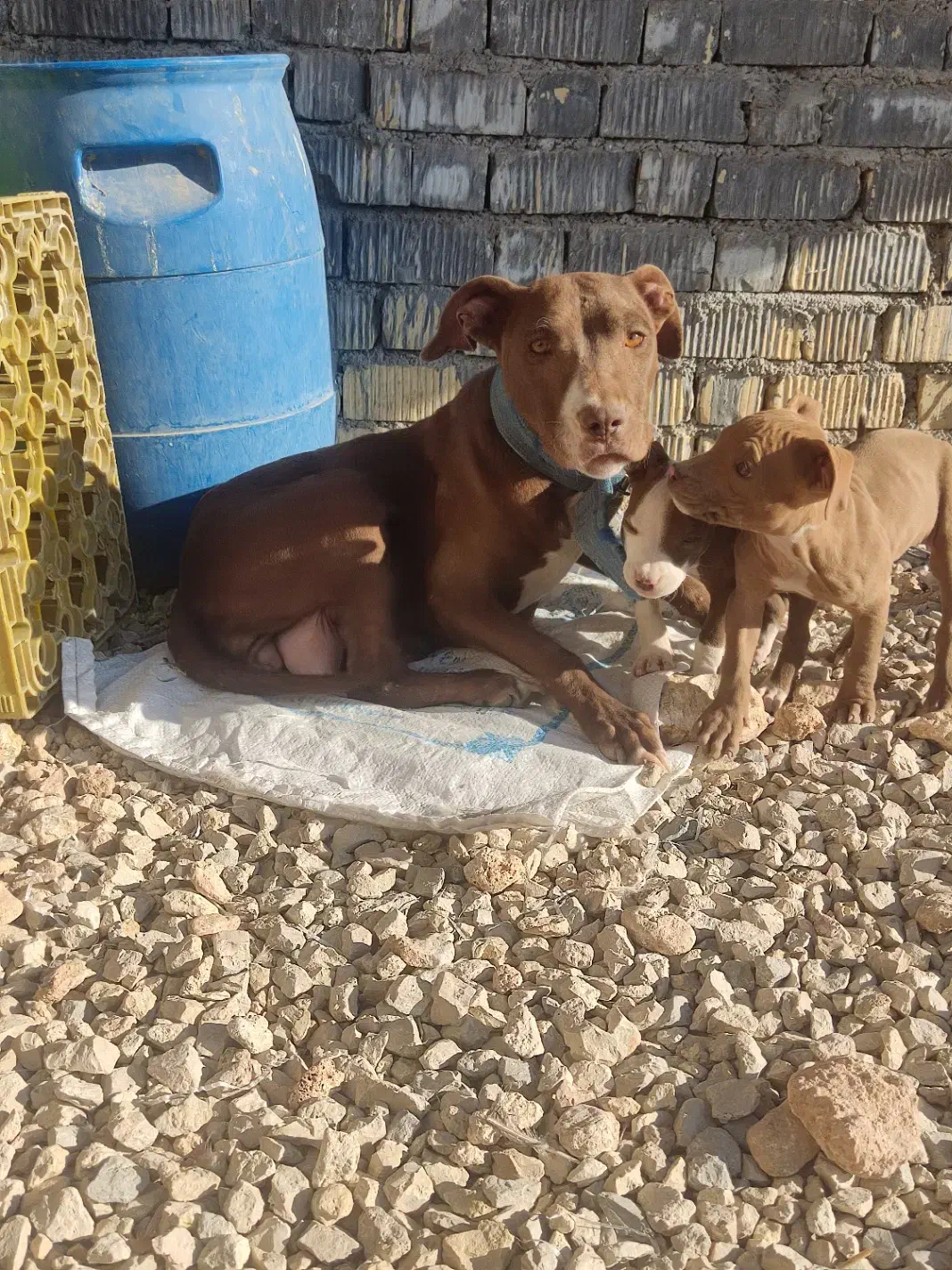 پیتبول ماده جوان خوشکل و خون خالص|سگ|شیراز, درکی|دیوار