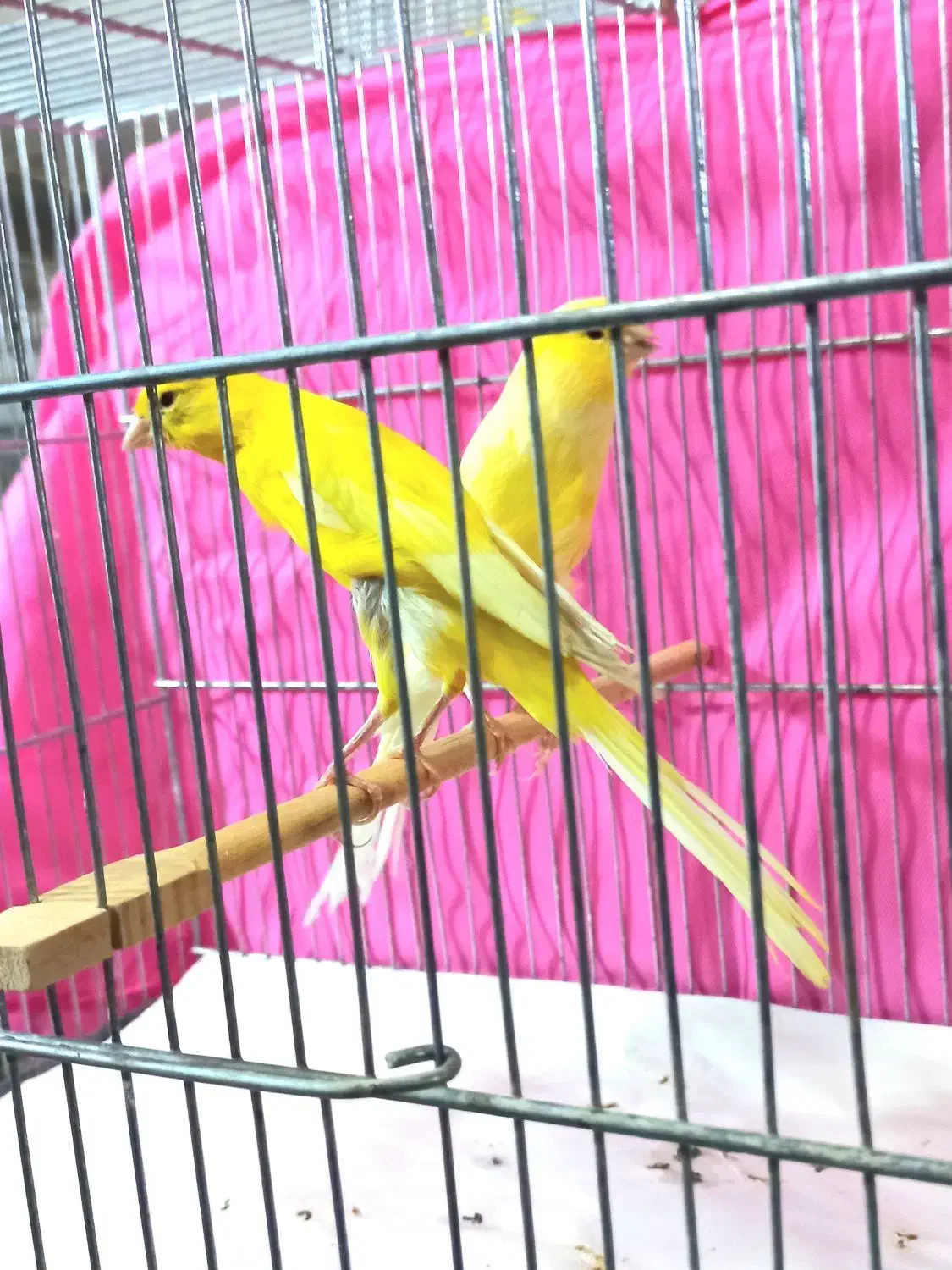 قناری‌ رسمی‌ بلند|پرنده|تهران, دولاب|دیوار