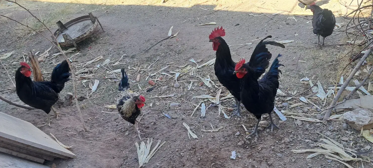 مرغ خروس محلی|حیوانات مزرعه|کرمان, |دیوار