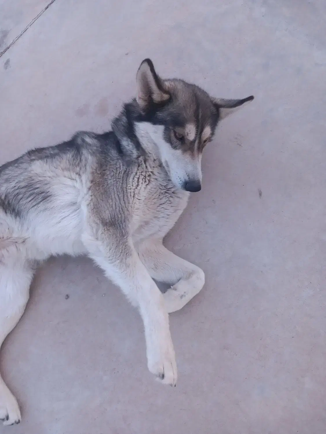 واگذاری سگ هاسکی|سگ|نیشابور, قلعه نو|دیوار