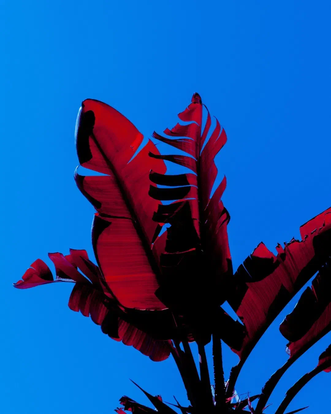 راهنمایی میکنم مجازی|فعالیت داوطلبانه|شیراز, شریفآباد|دیوار