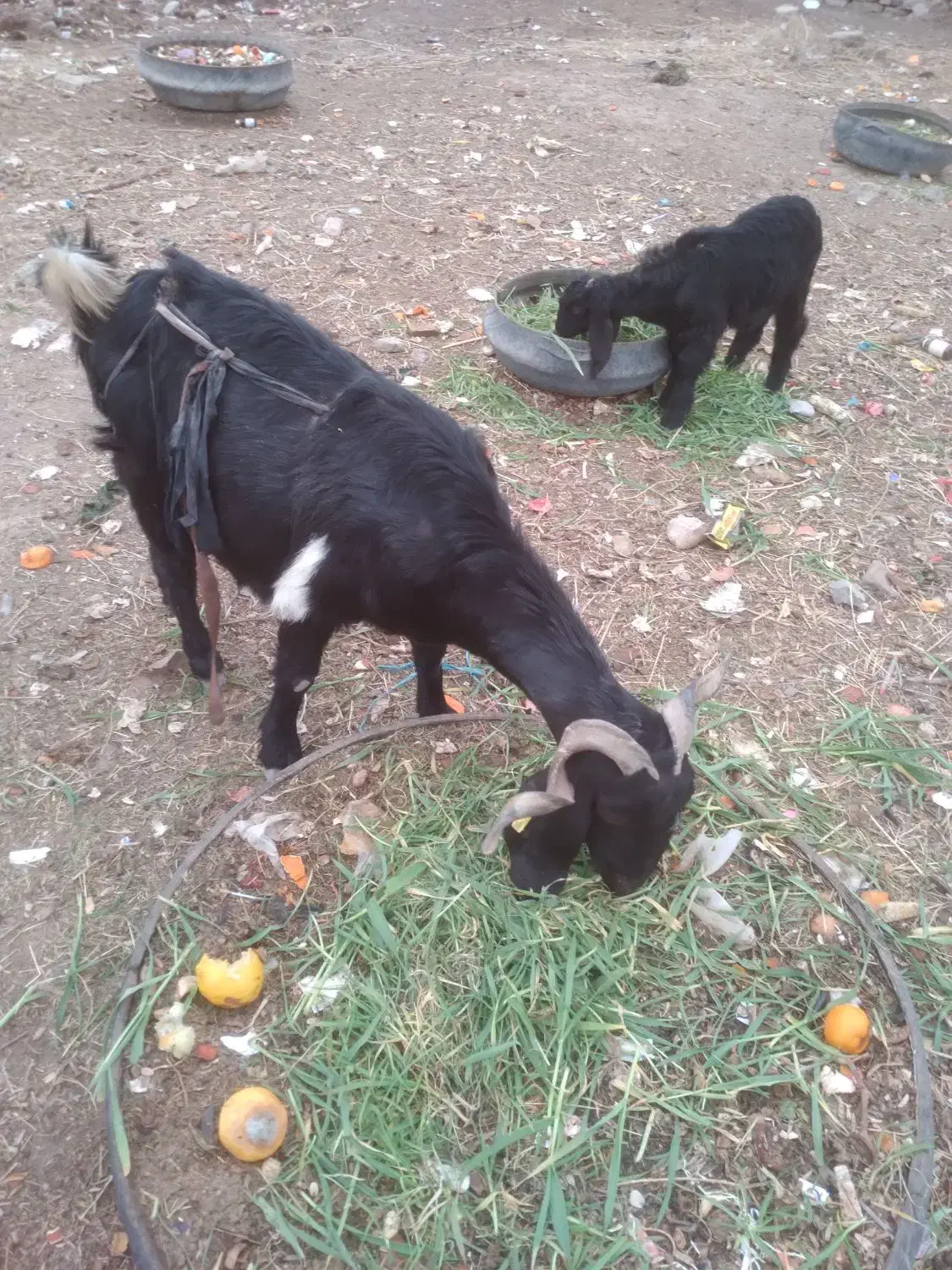 بزغاله نر|حیوانات مزرعه|بیرجند, |دیوار