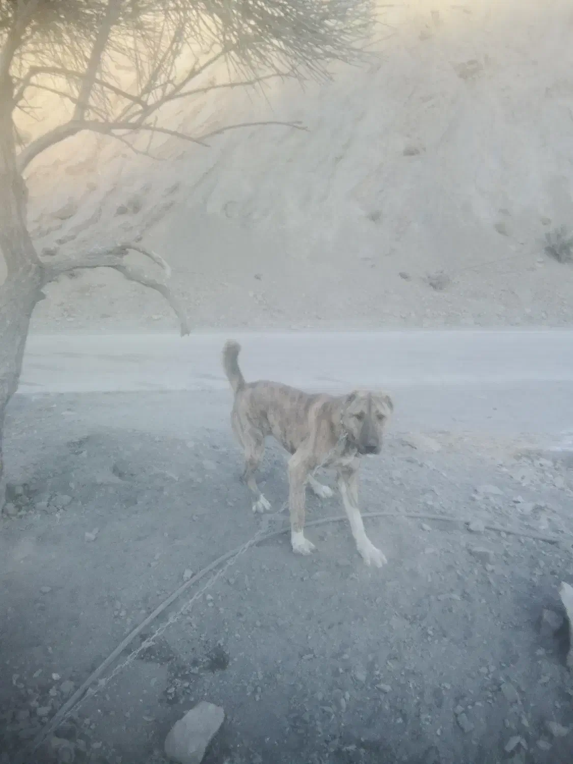 توله‌ها سرابی افغان|سگ|کرمان, |دیوار