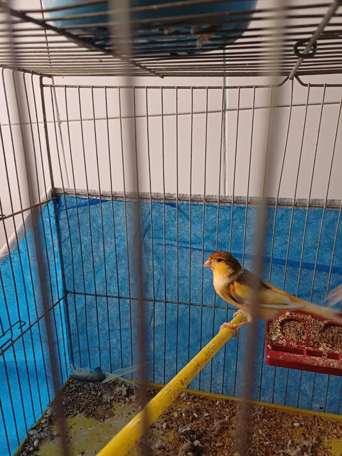 ۲جفت.قناری.برای فروش|پرنده|اصفهان, ارداجی|دیوار