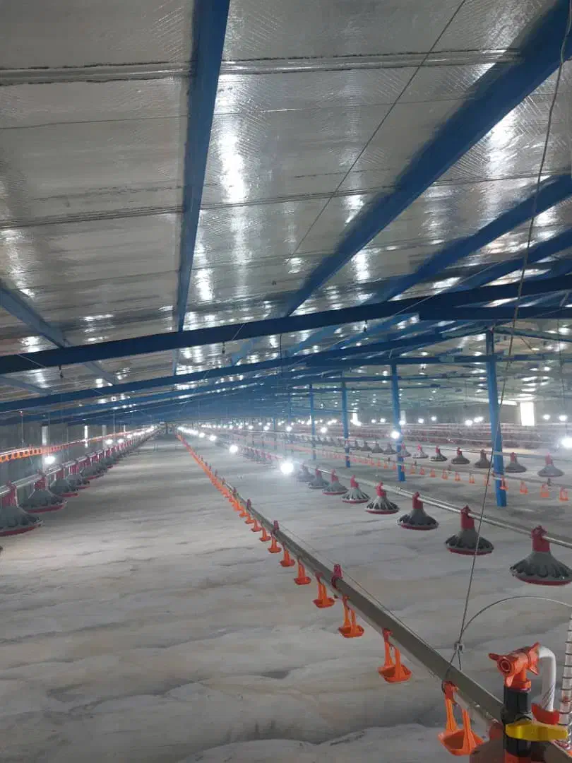 فروش مرغداری ۳۰ هزاری تمام اتوماتیک|فروش دفتر صنعتی، کشاورزی، تجاری|میناب, |دیوار