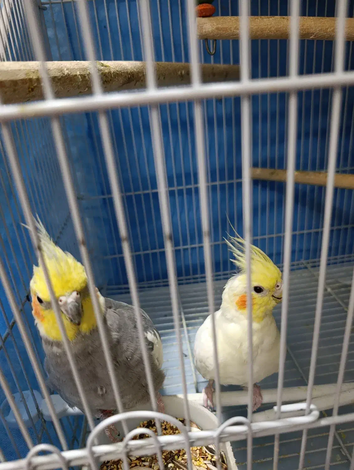 جفت عروس مولدباجوجه|پرنده|شیراز, انجیر|دیوار