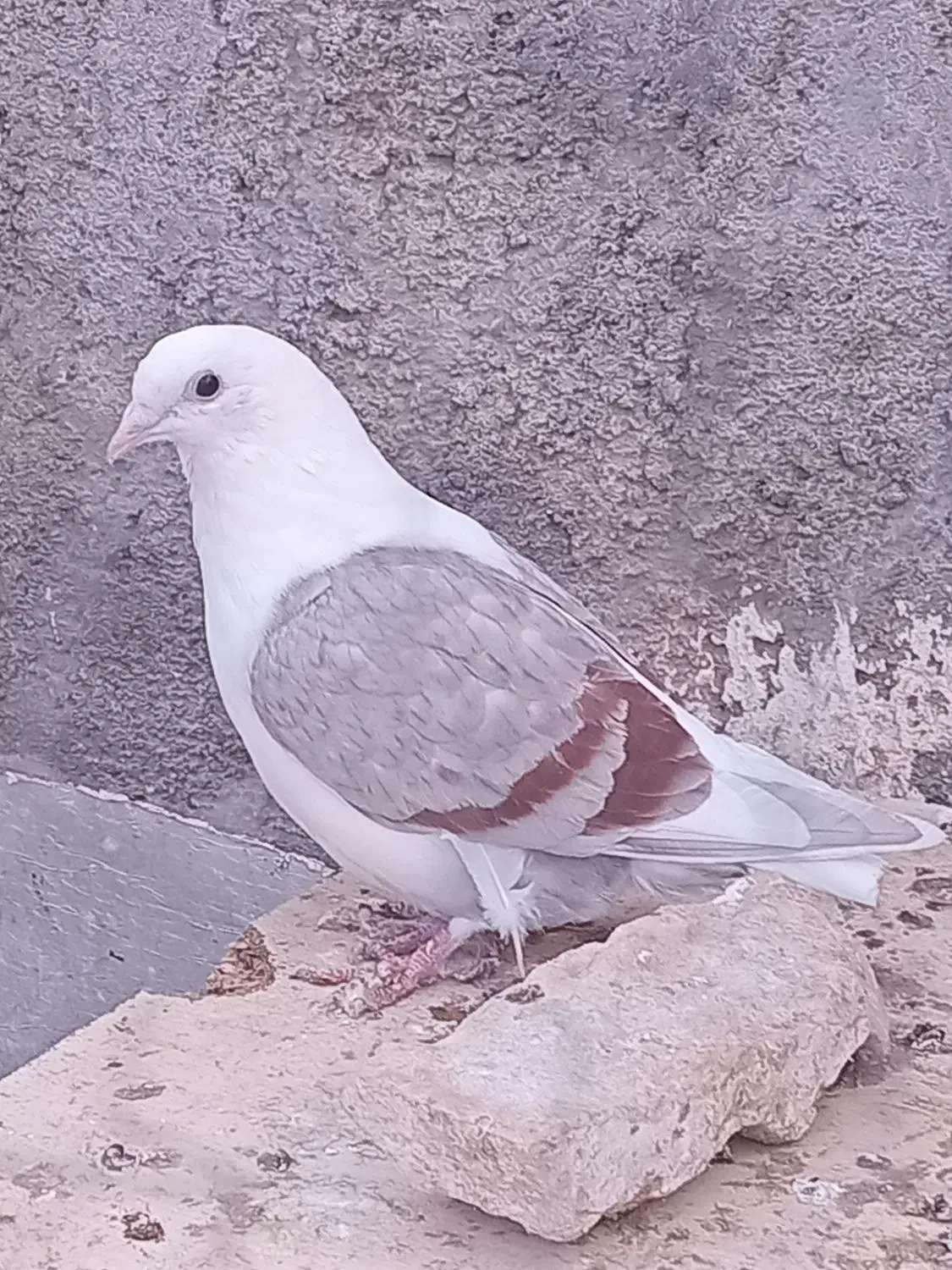 ۲ تا کفتر گرفتنی|پرنده|تربت جام, میان جام|دیوار