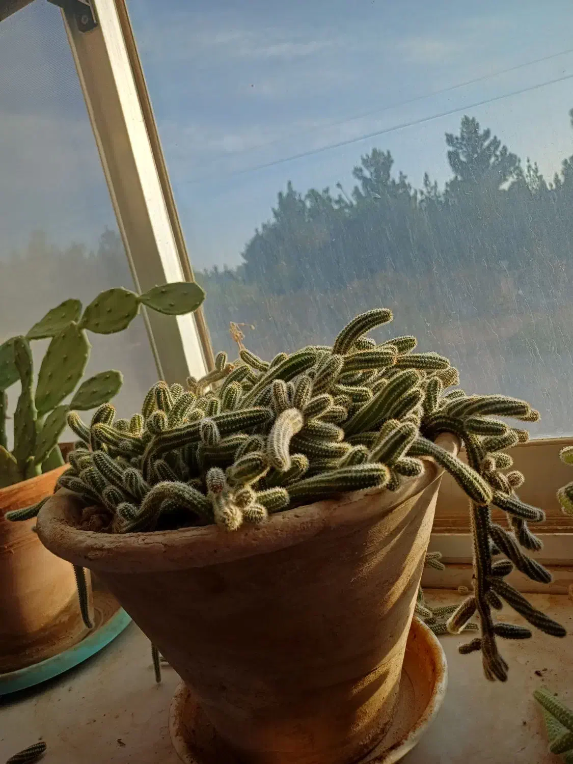 گل کاکتوس فروشی|گل و گیاه طبیعی|شاهرود, |دیوار