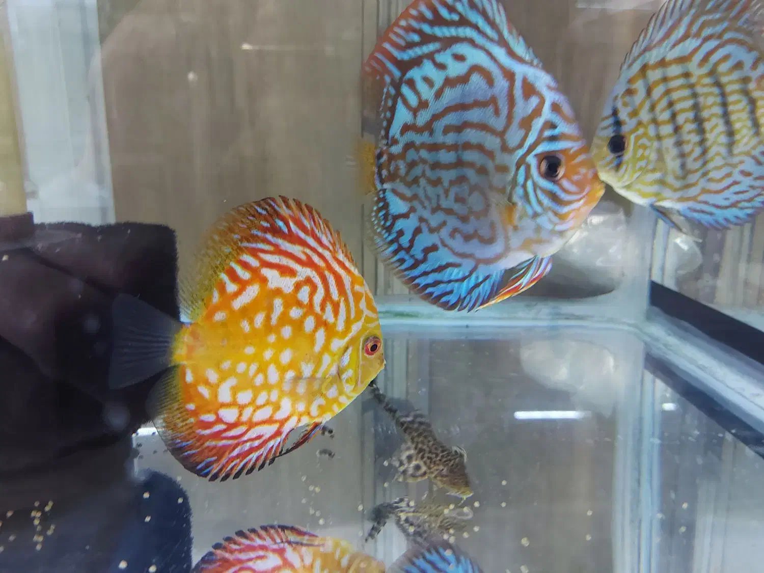 دیسکس|ماهی|مشهد, آزادشهر|دیوار