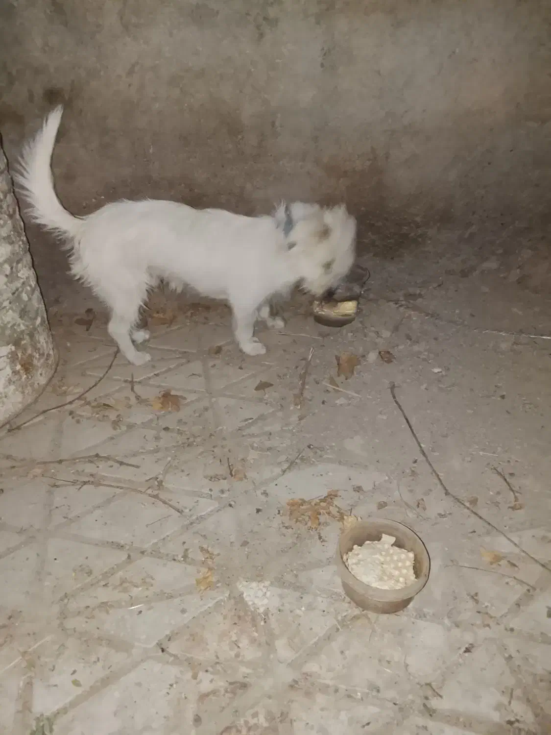 سک پاپی|سگ|کاشان, فین بزرگ|دیوار