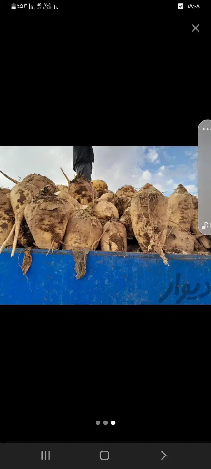 چقندر تمیز بدون خاک درجه یک تزمینی|خدمات باغبانی و درختکاری|نیشابور, امام خمینی|دیوار