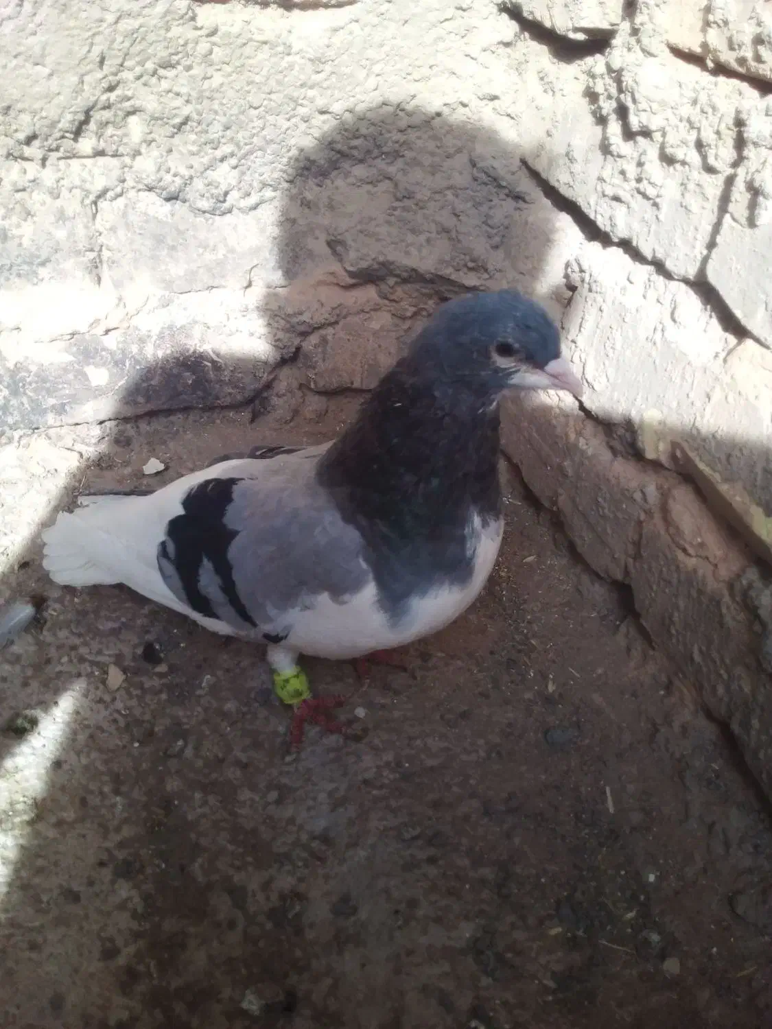 کبوتر|پرنده|اسفراین, |دیوار