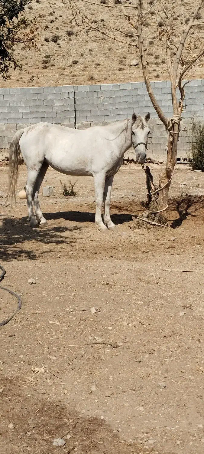 فروش 36 مادیان53 سفید996توافقی 0917‌|اسب و تجهیزات اسب‌سواری|سیدان, |دیوار