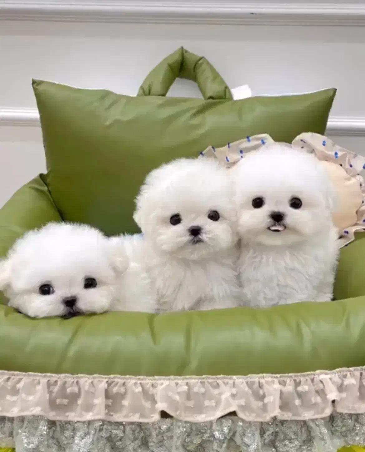 maltipo poodle maltese پودل مالتیزعروسکی اپارتمانی|سگ|تهران, منیریه|دیوار