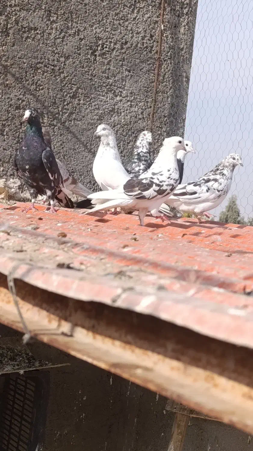 کفتر|پرنده|قم, ولیعصر|دیوار