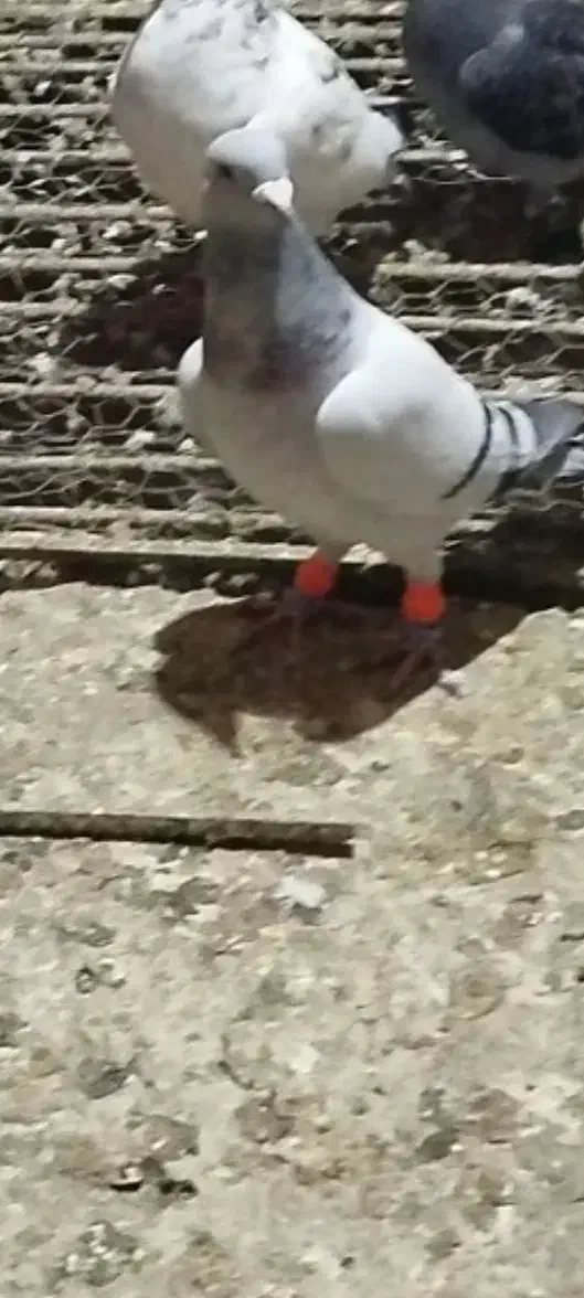 کبوتر گمشده|حیوانات|پاکدشت, پاکدشت (مامازند)|دیوار