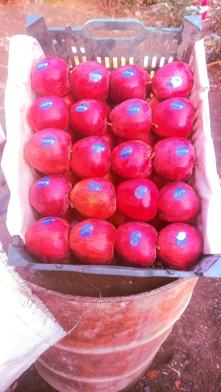 سیب فوق العاده خوشمزه ۳۸ جعبه دو ردیفی هست|خوردنی و آشامیدنی|صفائیه, |دیوار