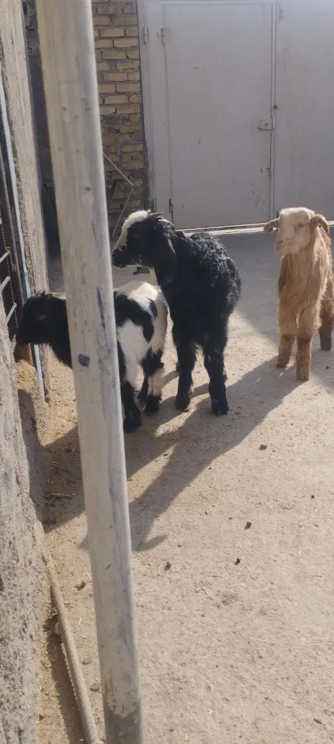 بزغاله نر خرج خوره|حیوانات مزرعه|کرج, حصارک پایین|دیوار