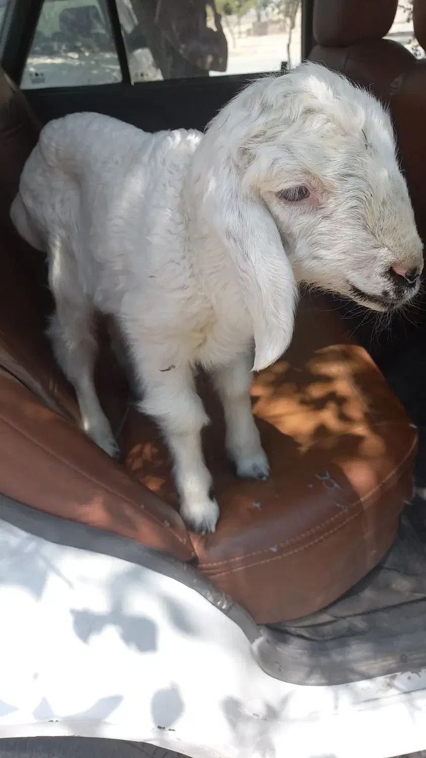 بره نره ۵۰ کیلو ب بالا|حیوانات مزرعه|زید آباد, |دیوار