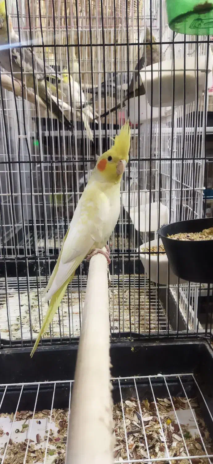 عروس هلندی ماده لوتینو و گلباقالی کینگ سایز آماده|پرنده|تهران, جوادیه|دیوار