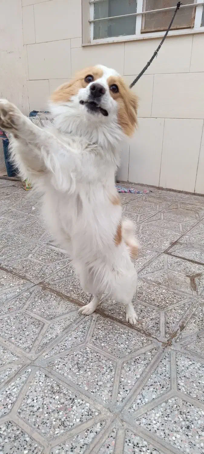 سگ پاپی|سگ|تربت‌حیدریه, منظر|دیوار